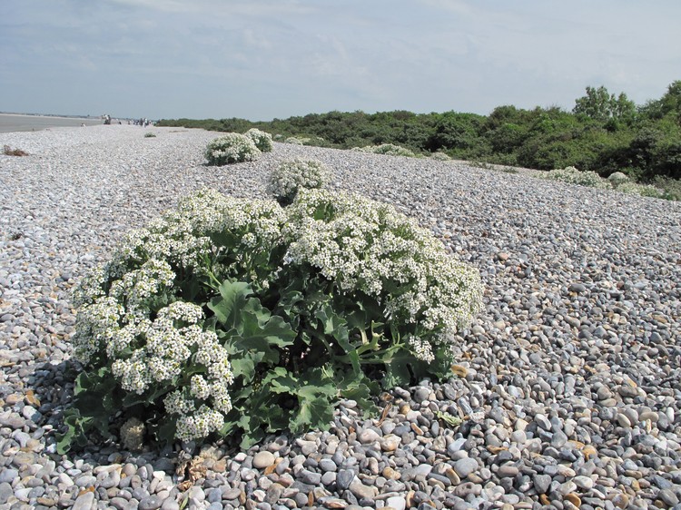 Crambe maritima